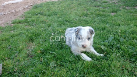 Foto 2 de cachorros de border collie con pedigree