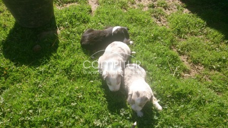 Foto 3 de cachorros de border collie con pedigree