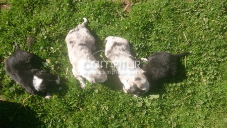 Foto 4 de cachorros de border collie con pedigree