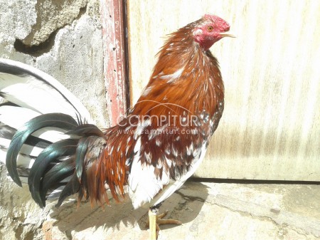 se venden pollos ingleses