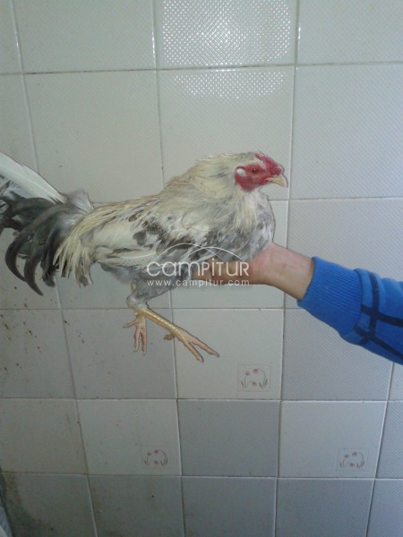 Foto 7 de se venden pollos ingleses