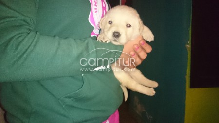 labrador retriver
