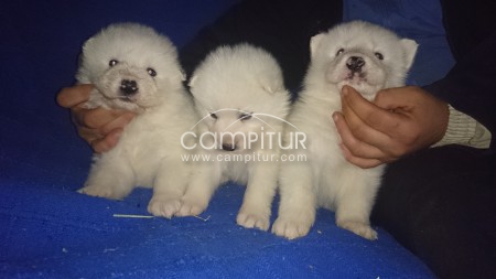 samoyedo 