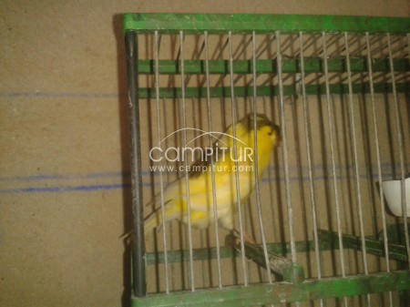 canario moñuo