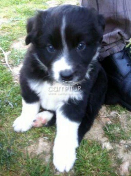 Border collie 