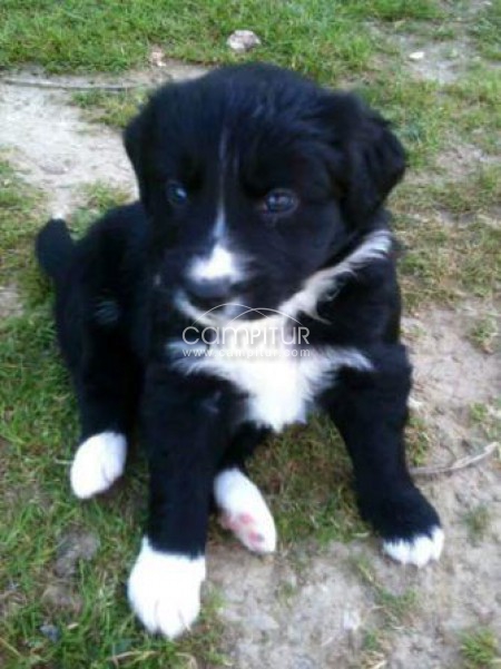 Foto 3 de Border collie 