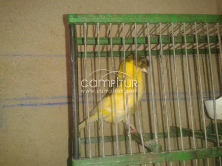 canario moñuo
