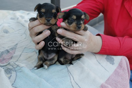 vendo cachoros yorsais 
