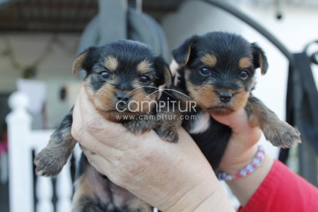 Foto 3 de vendo cachoros yorsais 