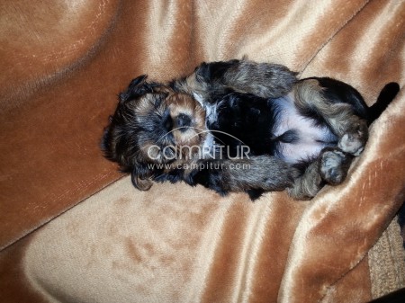 Vendo preciosos yorkshire terrier