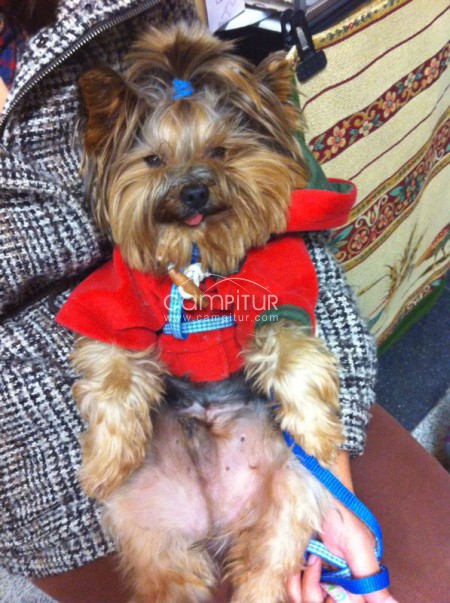Foto 2 de Vendo preciosos yorkshire terrier
