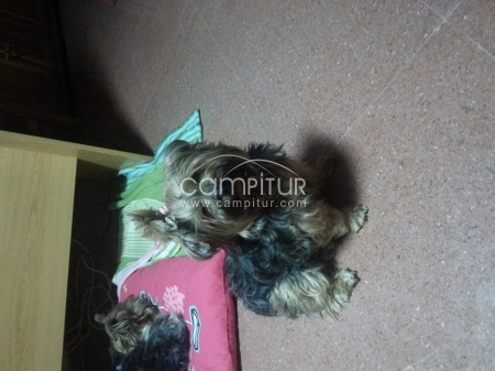 Foto 4 de Vendo preciosos yorkshire terrier