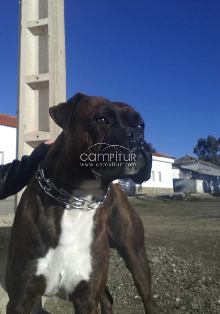BOXER PARA MONTAS