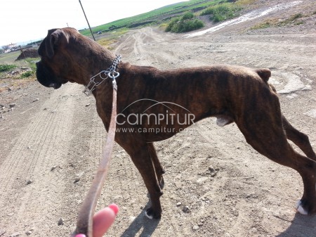 Foto 2 de BOXER PARA MONTAS
