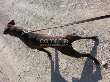 Foto 4 de BOXER PARA MONTAS