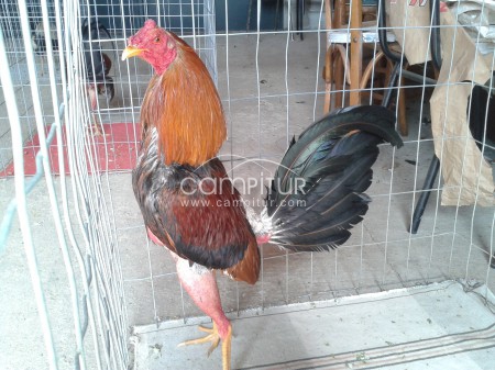 gallos combatiente español