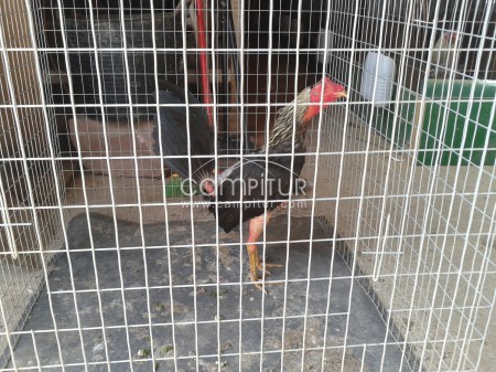 Foto 2 de gallos combatiente español