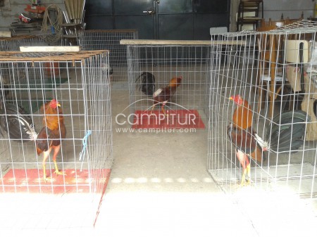 Foto 4 de gallos combatiente español