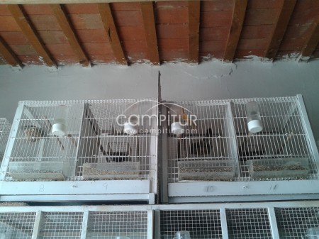 Foto 3 de voladeras de canarios