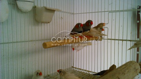 SE VENDEN DIAMANTES MANDARINES