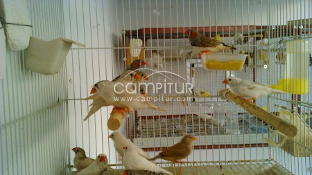 Foto 4 de SE VENDEN DIAMANTES MANDARINES