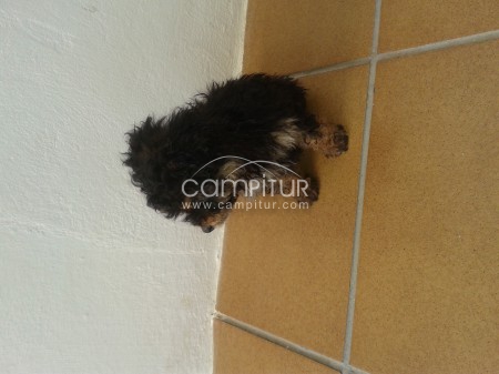 Vendo perrita