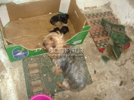 vendo cachorros YORKSHIRE puros tiene 2 semana a parta el tullo muy heconomico