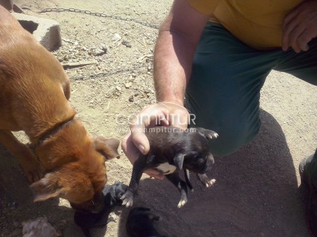REGALO CACHORROS DE BOXER