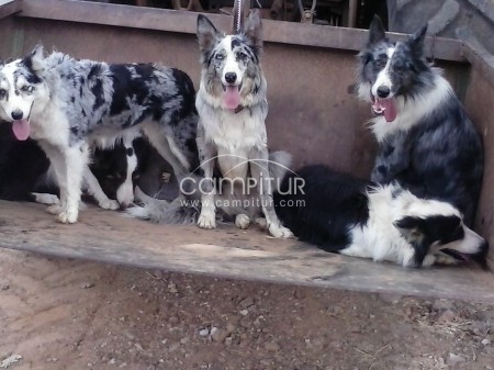 Venta de camada Border Collie