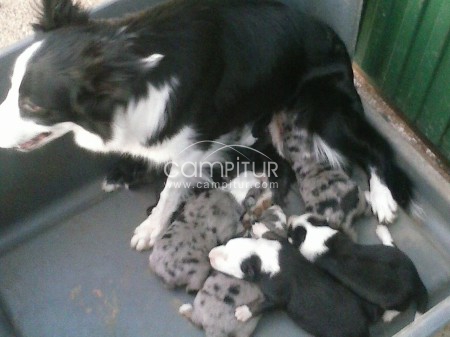 Foto 2 de Venta de camada Border Collie
