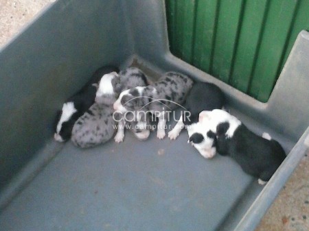 Foto 3 de Venta de camada Border Collie