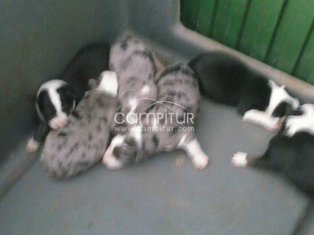Foto 4 de Venta de camada Border Collie