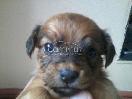 perrita 