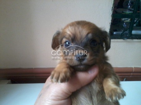 Foto 2 de perrita 