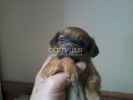 Foto 3 de perrita 