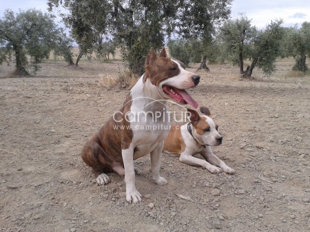 ejemplar de amstaff para montas