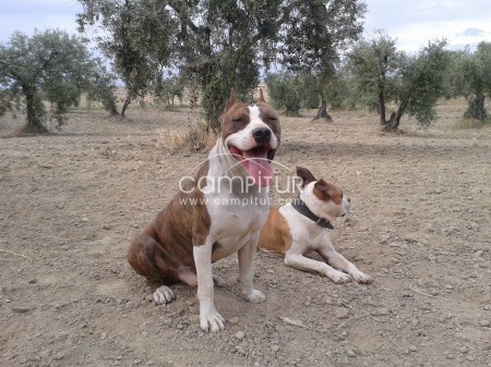 Foto 2 de ejemplar de amstaff para montas