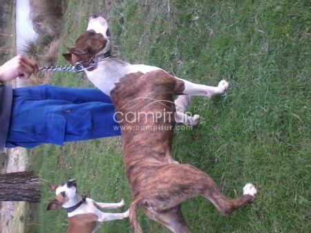 Foto 4 de ejemplar de amstaff para montas