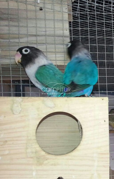 Foto 2 de OFERTA PARA COMUÑONES