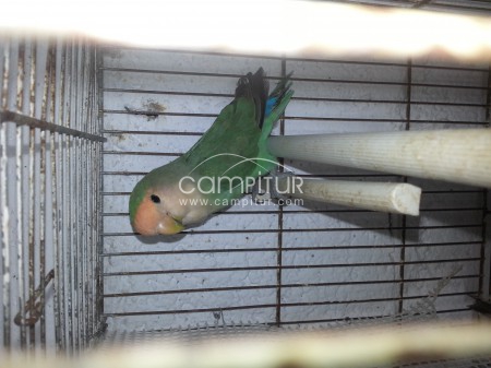 se vende o se  cambia
