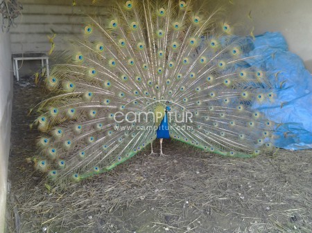 se venden pavos reales