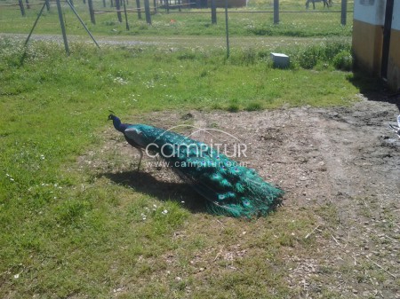 Foto 2 de se venden pavos reales