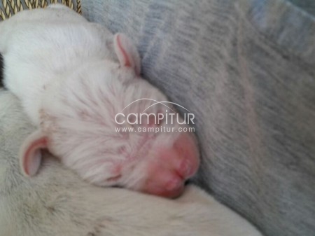 CACHORROS DE PACHÓN NAVARRO PURA RAZA