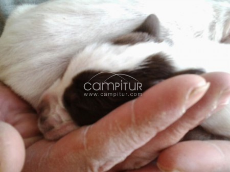 Foto 2 de CACHORROS DE PACHÓN NAVARRO PURA RAZA