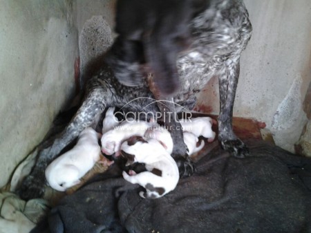 Foto 3 de CACHORROS DE PACHÓN NAVARRO PURA RAZA