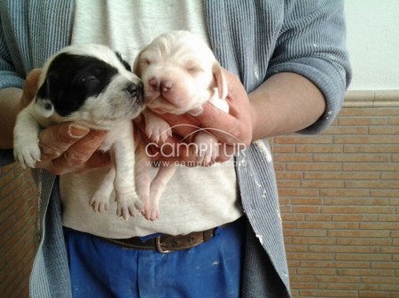 Foto 4 de CACHORROS DE PACHÓN NAVARRO PURA RAZA