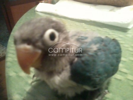 Foto 2 de regalo de comunion