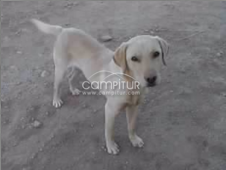 Se busca perro