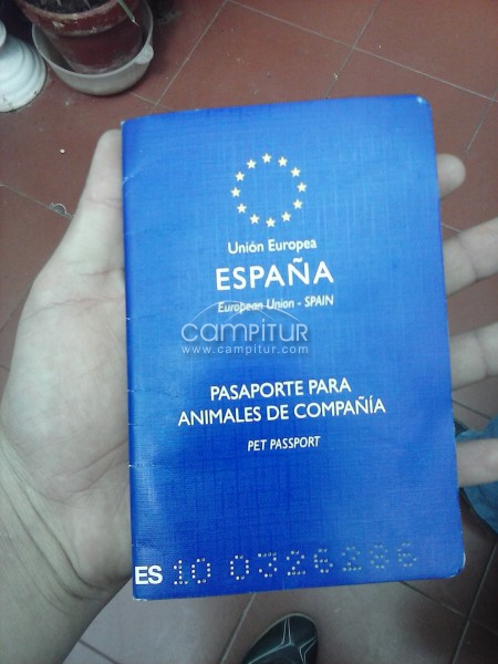 vendo podenca maneta cruzada con setter