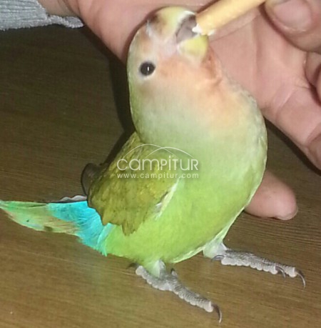 se a perdido mi agaporni 